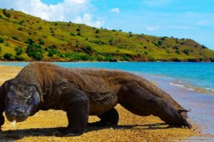 Wisata Labuan Bajo Wisata Labuan Bajo